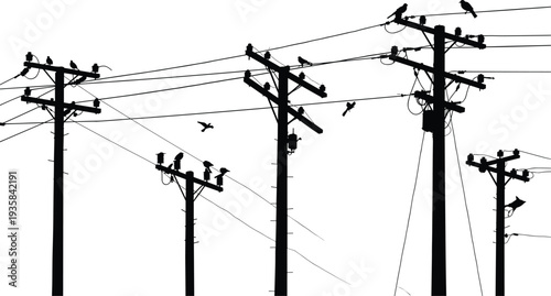 Silhouette of utility poles, birds perched on wires, flying flock, urban nature contrast, black white background