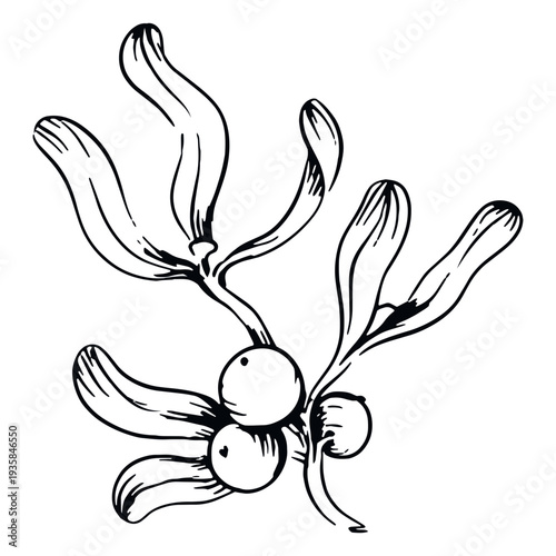 Mistletoe berries branch black and white