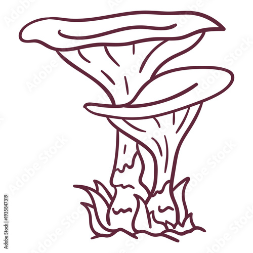Oyster mushroom fungus stroke