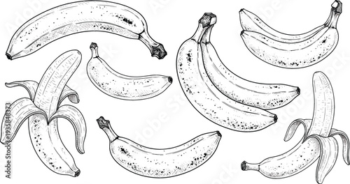 Hand drawn banana fruit collection vintage engraving style vector illustration with peeled and whole bananas botanical food sketch