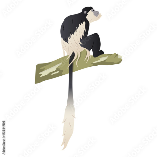 Black and white colobus illustration