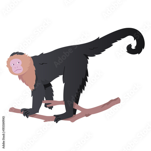 Colombian white faced capuchin illustration