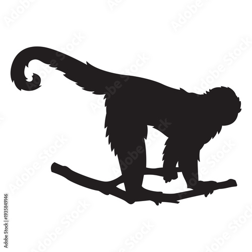 Colombian white faced capuchin silhouette