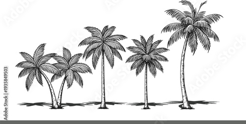Hand drawn tropical palm trees collection vintage engraving style vector illustration with exotic beach plants and island nature scenery