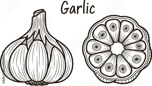Hand drawn garlic bulb and slice botanical food illustration in vintage engraving style vector isolated on white