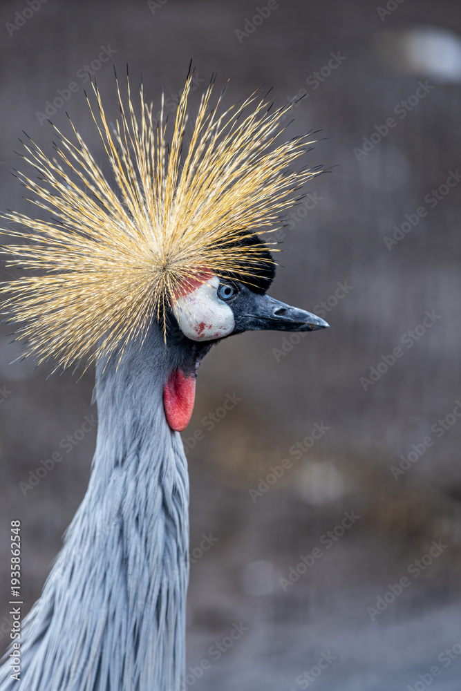 Naklejka premium Afrikan Crowned Crane, a beautiful and majestic bird