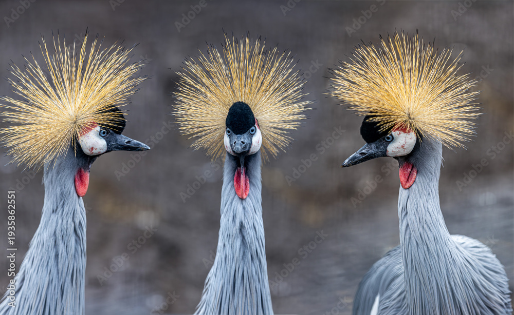 Obraz premium Afrikan Crowned Crane, a beautiful and majestic bird