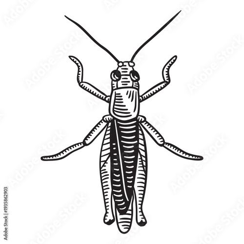 Hand drawn grashopper from top