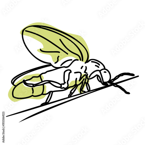 Color stroke semi colored firefly