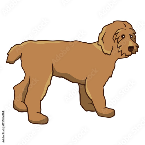 Small poodle standing color stroke