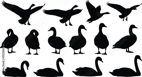 Goose and swan silhouette set, flying and standing waterfowl birds collection, black animal vector illustration isolated on background