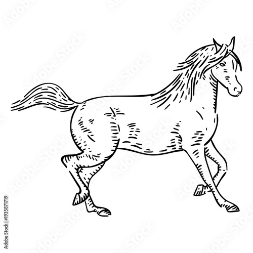 Horse galloping hand drawn