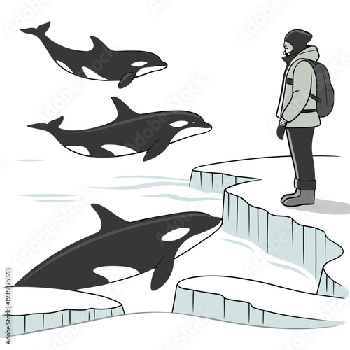 Orca whales swimming near arctic ice edge with observer