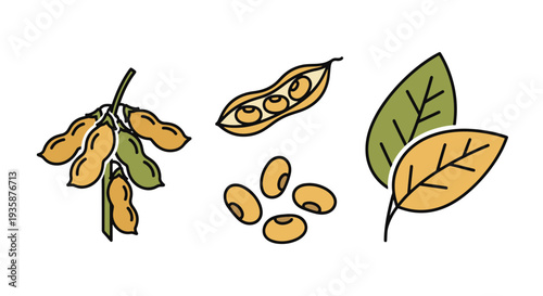 Soybean Line art vector set modern soft tone illustration