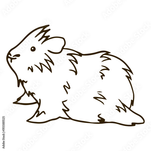 Fluffy guinea pig laying stroke