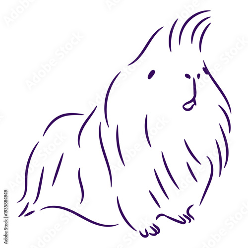 Cute fluffy guinea pig stroke