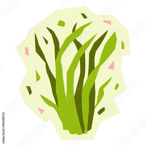 Harts tongue flat fern