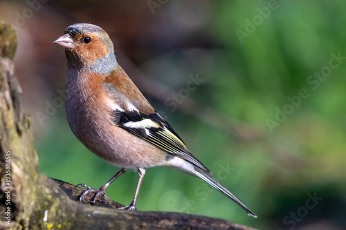 Fringuello (Fringilla coelebs)