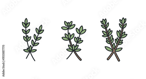 Thyme Line art vector set modern abstract color