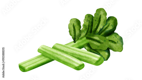 Watercolor Celery Stalks with Fresh Green Leaves Illustration Isolated on White Background