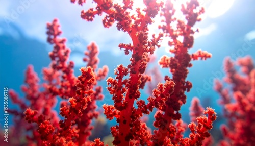 Bright red coral branches growing underwater in clear blue ocean with sunlight rays