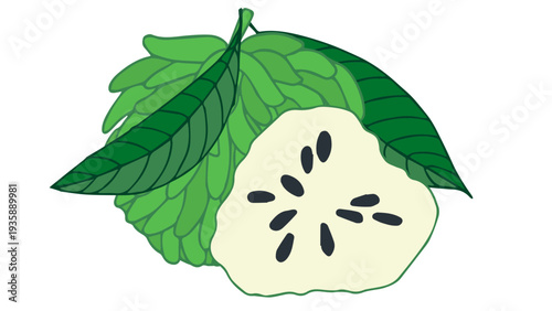 Custard Apple or Sugar Apple Illustration with Half Slice and Leaves Isolated on White
