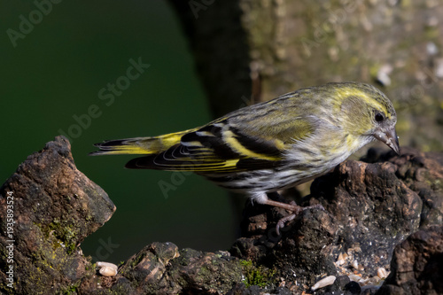 Lucherino (Spinus spinus)