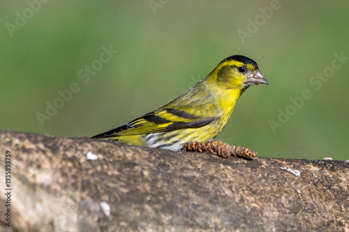 Lucherino (Spinus spinus)