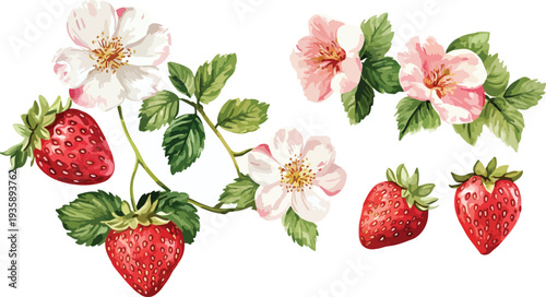 Fresh ripe strawberries on white background with green leaves and summer berries