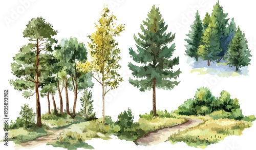 Vector illustration of a pine tree in a summer landscape with grass forest and blue sky