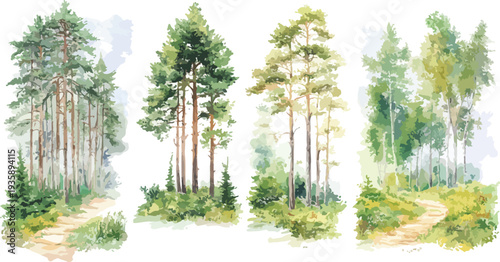 Green pine tree in forest with sunlight and grass surroundings