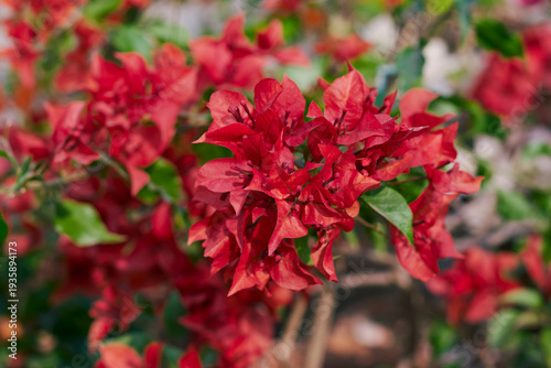 Fiery red hued bracts of chilli red bougainvillea blooming vigorously during summer months. Bougainvillea is a thorny, drought tolerant ornamental vine. 
