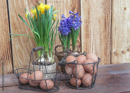 fresh chicken eggs in little metal baskets with daffodils and yacinth  flowers potted on a table against wooden wall
