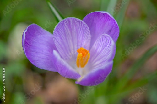 closeup on purple crocus and yellow pistils blooming in green grass background