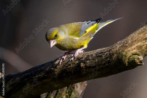 Verdone ( Chloris chloris )