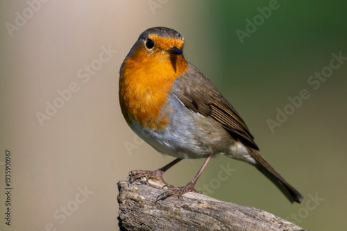 Pettirosso ( Erithacus rubecula )