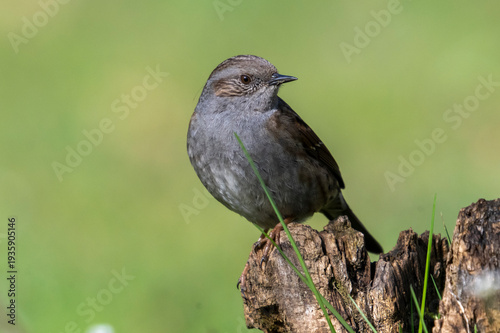 Passera scopaiola ( Prunella modularis )