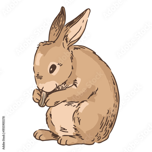 Hand drawn eating rabbit bunny animal