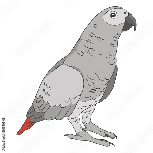 Gray parrot