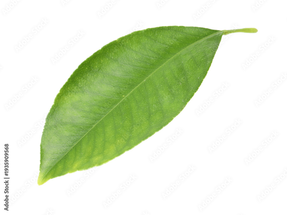 Obraz premium Fresh green leaf of citrus plant isolated on white