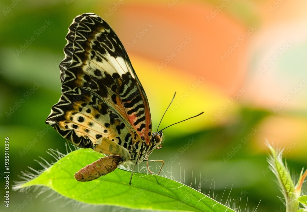 Obraz premium butterfly cethosia