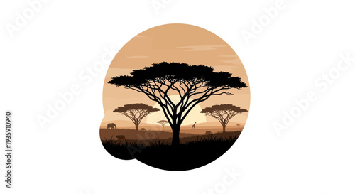 Silhouette of Acacia Tree at Sunset.