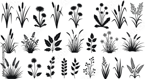 Wild grass and meadow plant silhouettes botanical nature collection vector set isolated on white background