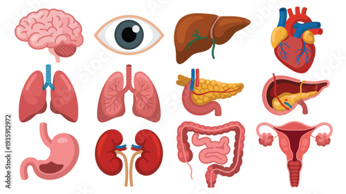 Human Internal Organs Anatomy Set Vector Illustration Isolated on White Background