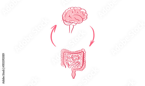 Gut Brain Connection