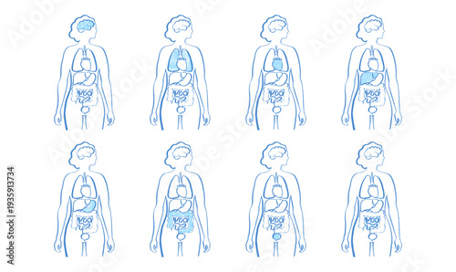 Internal Organs Sketch