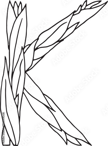 EPS Doodle style letter K drawn with tea leaves. Hand drawn black line art, simple sketch, raw tea leaves arranged in shape of K, organic texture, white background