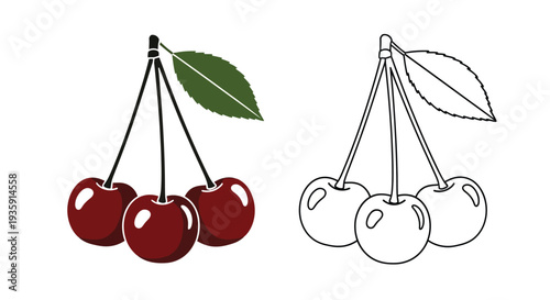 Cherries depicted in color and line art showcasing a fruit illustration