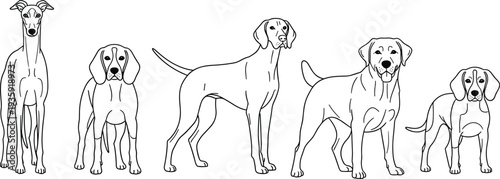 Line art dog breed illustration set, standing poses, black outline, pet anatomy, canine diversity, white background, educational reference