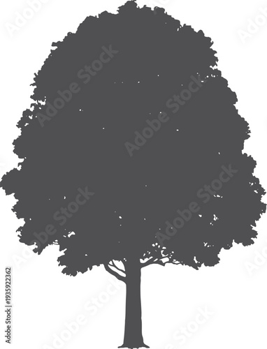 Tree black silhouette. Woodland botany. Wild flora